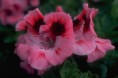 /album/fotogaleria-fotogaleria/googledesktopphotospluginwallpaper-jpg/